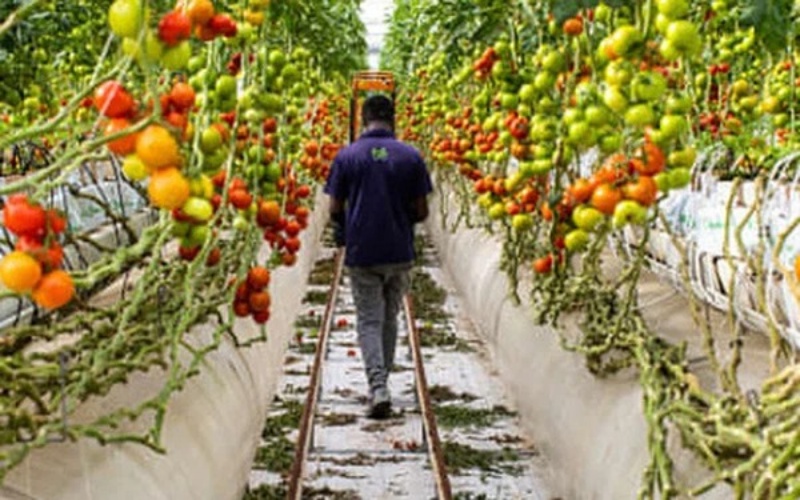 cau-chuyen-thanh-cong-cua-startup-trong-rau-giua-sa-mac1